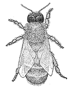 male